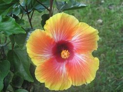 Yellow-pink flower on a bush