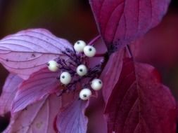 red leaves white berries