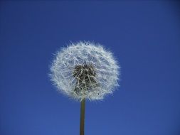 air dandelion