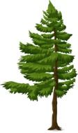 Graphics in the form of spruce