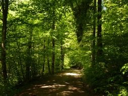 forest trail in the morning sun