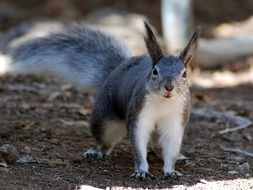 gray squirrel on a blurred background