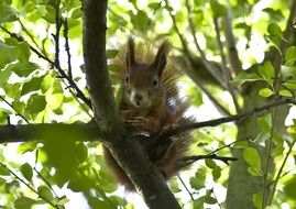 cute wild squirrel on the garden tree