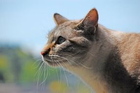 grey tabby cat, profile
