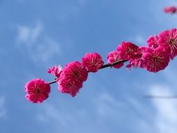 plum branch with pink flowers on a background of blue sky