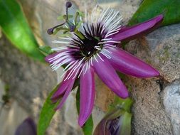 passion flower closeup