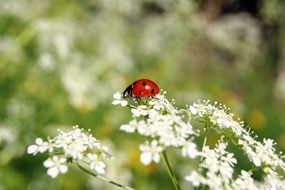little ladybug is sitting on camomile