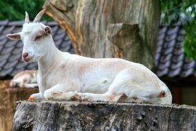 white thoroughbred goat on a big stump