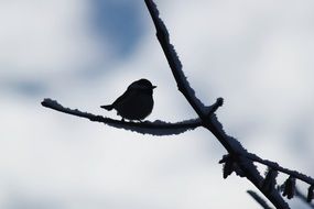 Picture of the small bird is on a tree