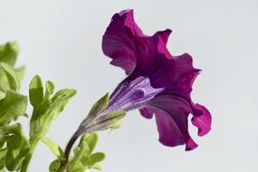 violet petunia flower