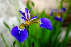 Blue iris flowers france nature