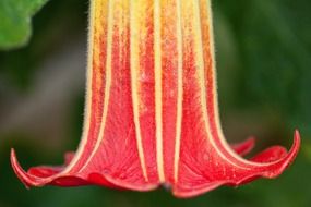 closeup picture of pink angel trumpet