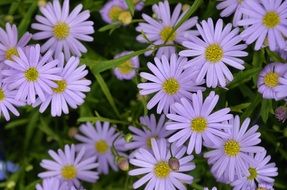 a lot of white flowers in the summer on a blurred background