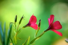 summer red flowers closeup