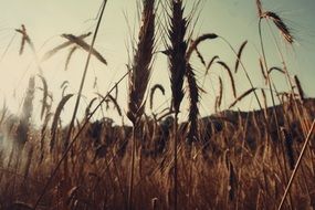 Landscape of cereals