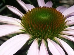 enchanting echinacea flower