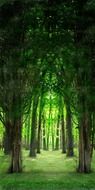 trees in green light