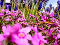 Closeup photo of pink flowers among other flowers
