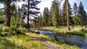 Photo of the bridge over the river in the forest