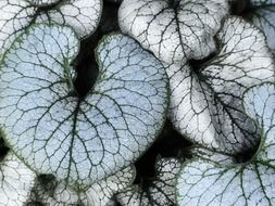 black-white green leaves close up