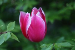 purple spring tulip flower