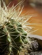 White spines on a cactus
