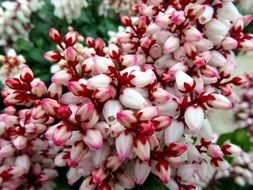 Colorful pieris flowers in the spring
