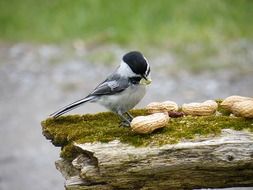 tit pecks peanuts on a log