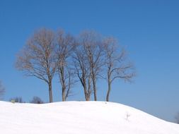 trees on a hill in the snow