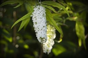 oblong white flowers on a branch