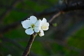 unusual beauty cherry blossom