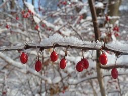 red berries are on a tree branch