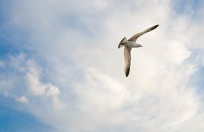 seagull on a background of white clouds