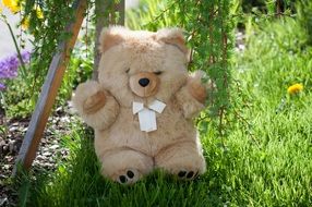 teddy bear, soft toy on lawn