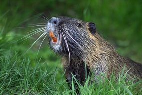 Colorful, cute and beautiful beaver among the grass