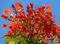 tree nature flowers