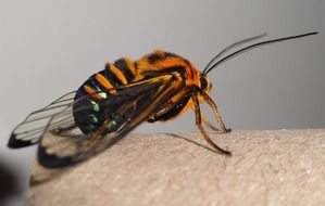 Cosmosoma ethodaea, black and orange moth close up