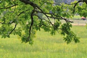 green branches with oak leaves