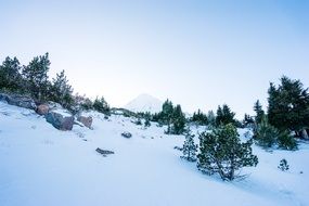 trees and cobblestones on a snowy hill