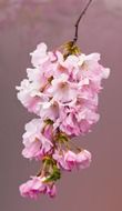 cherry flowers, pink blossom close-up on blurred background