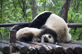 panda endangered