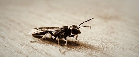 hornet wild insect macro