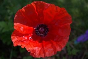 Red poppy flower with black center