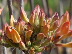 azalea shrub in spring