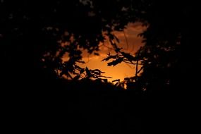 incredibly beautiful forest sunset