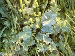 Alchemilla or frauenmantel