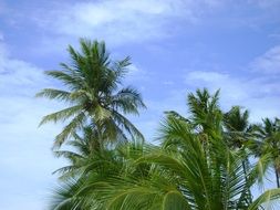 palm trees in the tropics of brazil