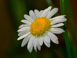 fresh white daisy closeup