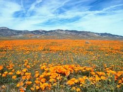 striking wildflower flower