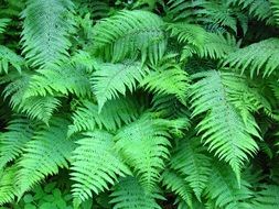 dense green fern in the thicket of the forest close-up